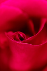 Red rose petals as a background