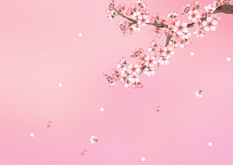 桜　水彩画