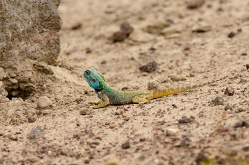 Closeup of Agama lizard (scientific name: Agama agama or "Mjusi kafiri" in Swaheli) in the Ngorogoro crater, Tanzania