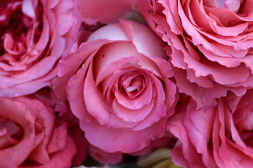 Happy New Year Pink Roses, Pink Rose for Her