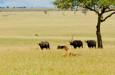 Closeup of a  Lioness with kill and a herd of Cape Buffalo threatrning her in the Serengeti National park, Tanzania © Jeffrey Banke