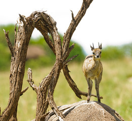 Closeup of Klipspringer (Oreotragus oreotragus) in the Serengeti National park, Tanzania