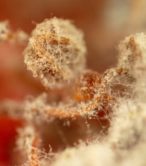 Mold on pomegranate fruit