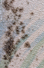 Mold on the wallpaper on the wall in the room