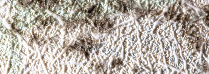 Mold on the wallpaper on the wall in the room