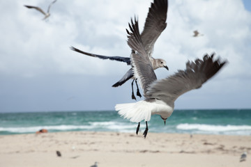 seagull on the beach
