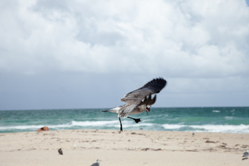 seagull 