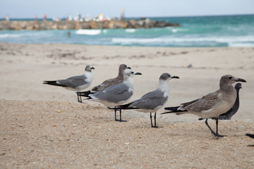 seagulls on the beach