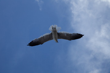 seagull in flight
