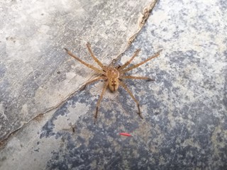 spider on the wall