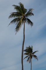 palm tree on background of blue sky