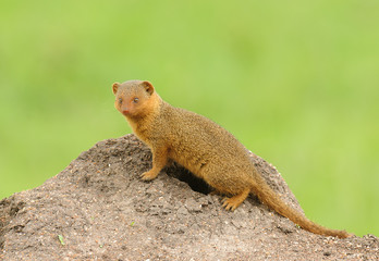 Common Dwarf Mongoose (Helogale parvula) on a termite hill