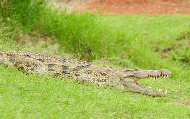 Nile Crocodile wuth mouth open (Crocodylus niloticus or 