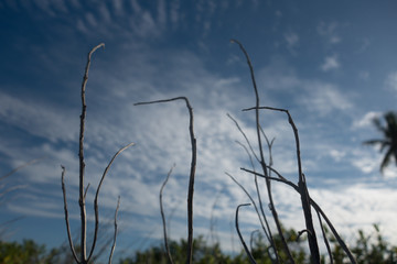 branches and sky