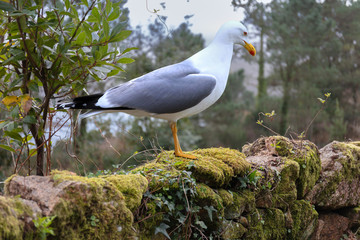 A seagull stands on the moss on an old stone wall on the roadside to the city of Ezaro in northern Spain in Galicia near the Atlantic coast. It's cloudy. There is a reservoir in the background.