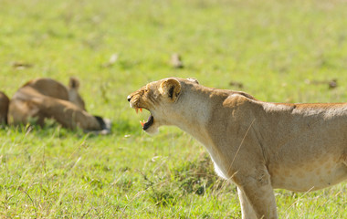 Closeup of a  Lioness snarling (Panthera leo)  in the Serengeti National park, Tanzania