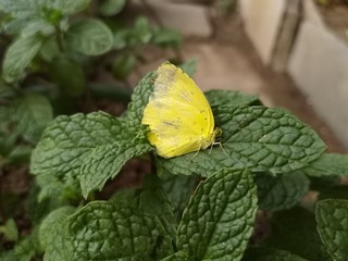 butterfly on leaf