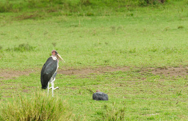 Marabou Stork (Leptoptilos crumeniferus)