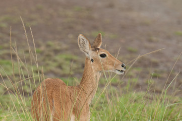 Closeup of female Reedbuck (Redunca redunca) in the Serengeti  National park, Tanzania