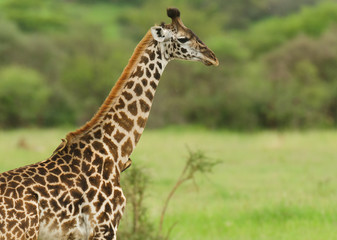 Naklejka na ściany i meble Closeup of Masai Giraffe (Giraffa camelopardalis tippelskirchi) with oxpevckers on its neck in the Serengeti National park,Tanzania