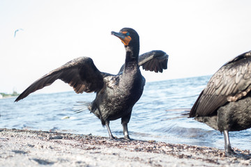 bird on the beach