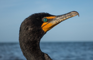 cormorant portrait 
