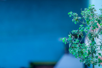 Holy basil tree in front of house in Hinduism 