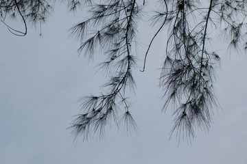 branches of tree and sky