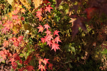 紅葉