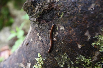 miriapod on a tree