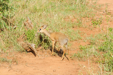 Closeup of Kirk's Dik-dik (scientific name: Madoqua , or 