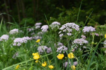 wildflowers close-up