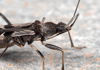 Macro Photo of Assassin Bug on The Floor