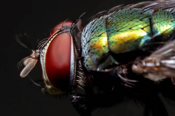 Macro Photo of Blowfly Isolated on Black Background
