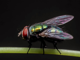 Macro Photo of Blowfly on Stalk of Leaf Isolated on Black Background