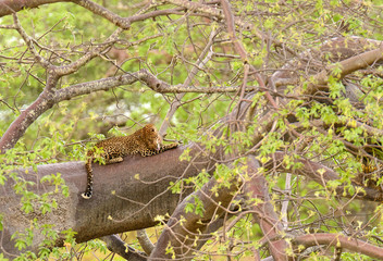 Leopard resting in a tree
