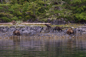 Grizzlybär Familie