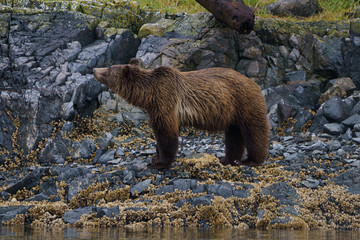 Grizzlybär