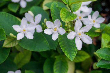 Pretty green leaves bush and pure white petite starry petals of Snowflake, fragrant flower blossom, know as Winter Cherry Tree, Arctic Snow; Milky Way and Sweet Indrajao