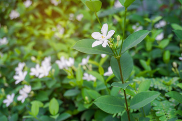 Beautiful green leaves bush and petite starry pure white petals of Snowflake fragrant flower blooming, know as Winter Cherry Tree, Arctic Snow; Milky Way and Sweet Indrajao