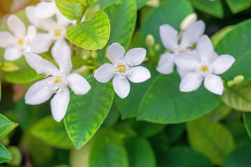 Beautiful green leaves bush and petite starry pure white petals of Snowflake fragrant flower blooming, know as Winter Cherry Tree, Arctic Snow; Milky Way and Sweet Indrajao