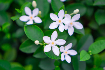 Beautiful green leaves bush and petite starry pure white petals of Snowflake fragrant flower blooming, know as Winter Cherry Tree, Arctic Snow; Milky Way and Sweet Indrajao