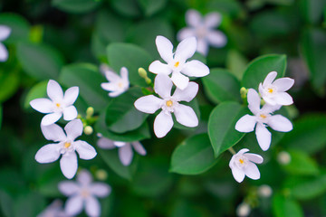 Beautiful green leaves bush and petite starry pure white petals of Snowflake fragrant flower blooming, know as Winter Cherry Tree, Arctic Snow; Milky Way and Sweet Indrajao