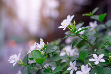Beautiful green leaves bush and petite starry pure white petals of Snowflake fragrant flower blooming, know as Winter Cherry Tree, Arctic Snow; Milky Way and Sweet Indrajao