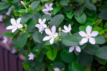 Beautiful green leaves bush and petite starry pure white petals of Snowflake fragrant flower blooming, know as Winter Cherry Tree, Arctic Snow; Milky Way and Sweet Indrajao