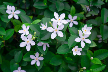 Beautiful green leaves bush and petite starry pure white petals of Snowflake fragrant flower blooming, know as Winter Cherry Tree, Arctic Snow; Milky Way and Sweet Indrajao