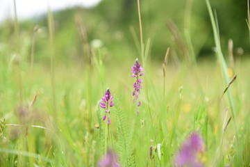 purple flowers in the field