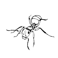 Sketch of ants 
