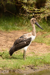 Immature Saddle-billed stork (Ephippiorhynchus senegalensis) in Lake Manyara National Park.