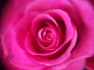 Macro rose